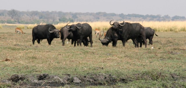 2 Chobe - IMG_474_2