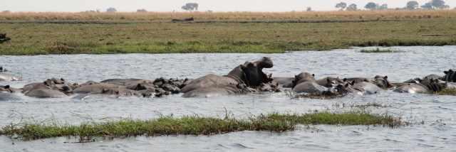 A group, a bunch, a gathering of hippopotamuses is called a bloat.
