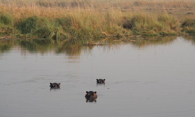 4 Linyanti - IMG_749_4