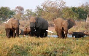 4 Linyanti - IMG_789_2