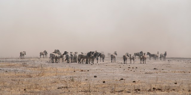 4 Linyanti - IMG_854_2